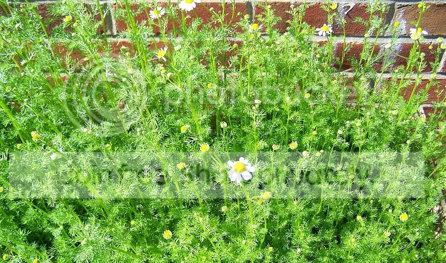 Chamomile1